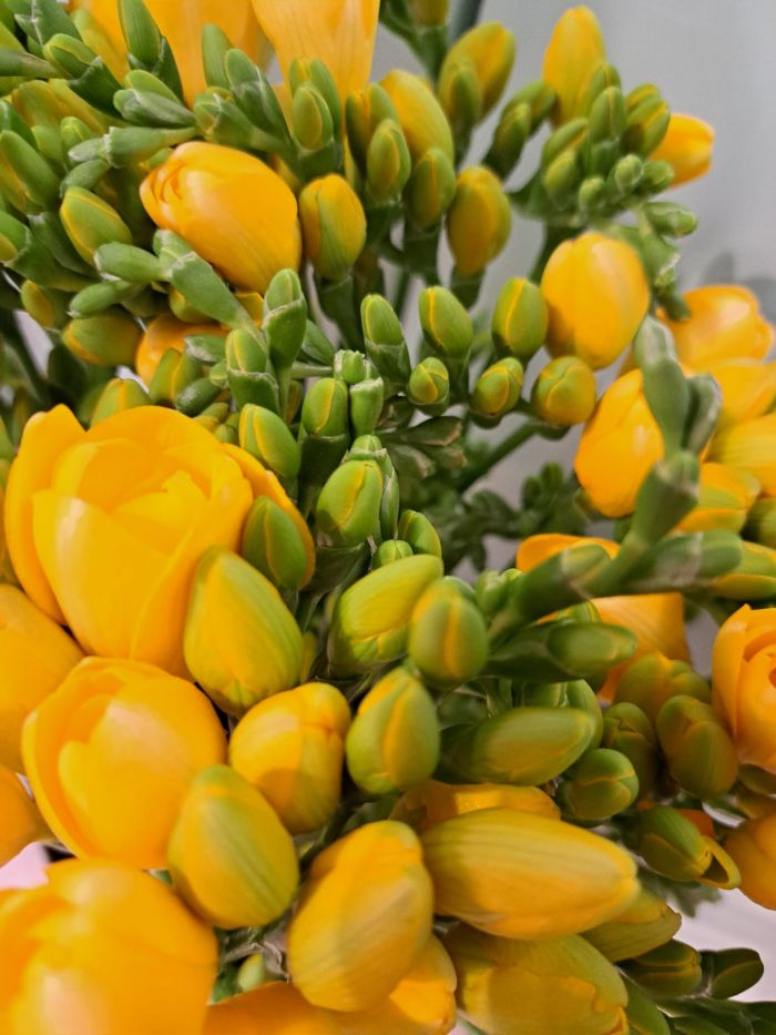 DANIELA Grosseto foto 2